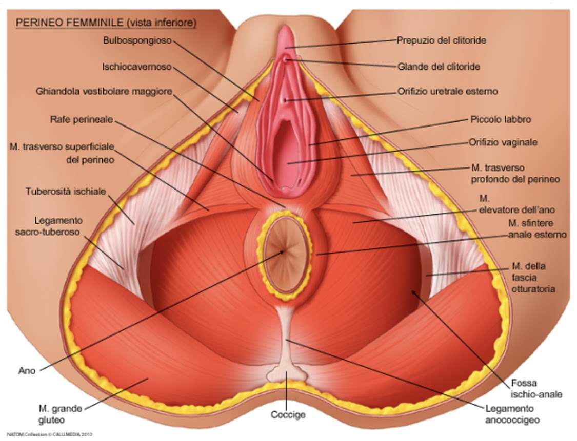 IL PAVIMENTO PELVICO • Fisiolike