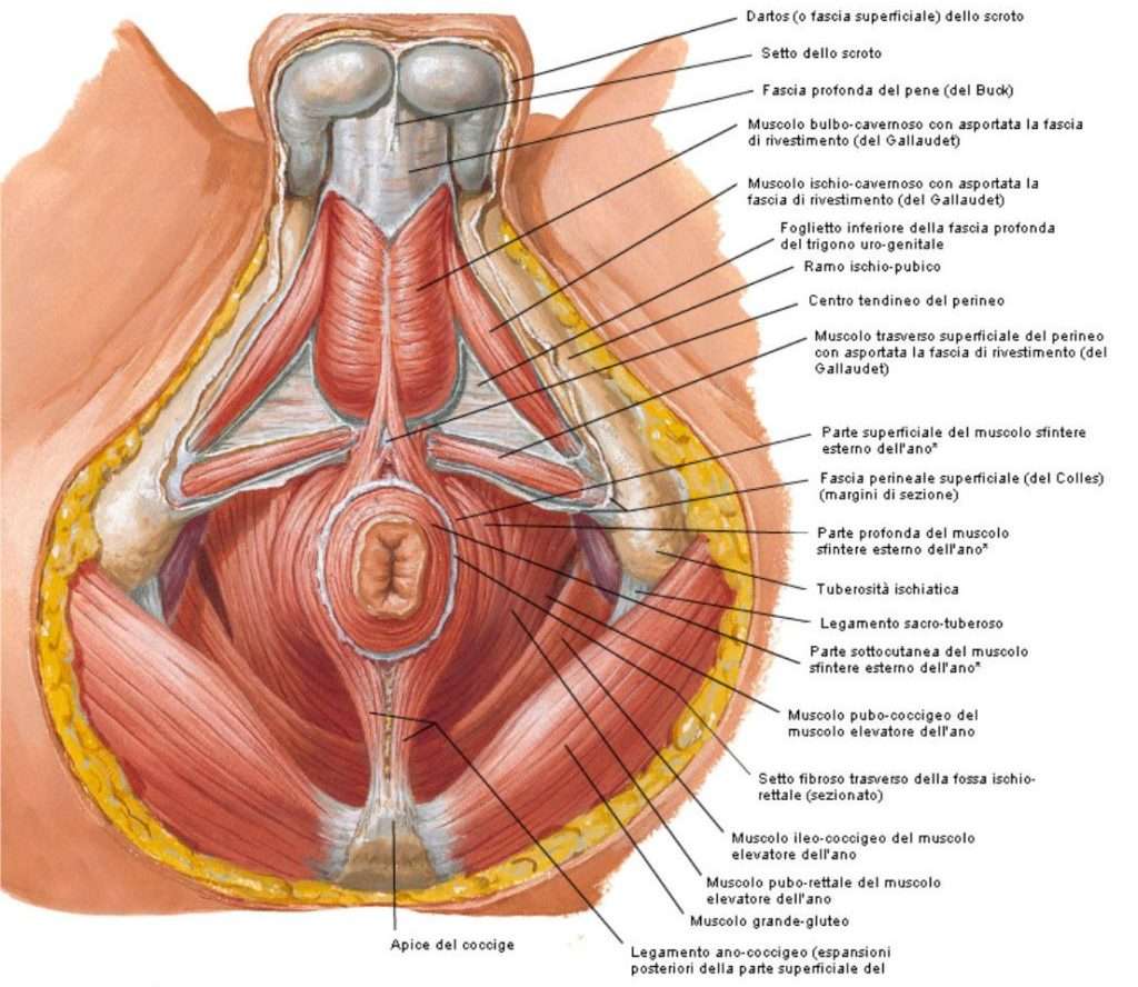 Disturbi del Pavimento Pelvico - Dott. Antonino Santagati